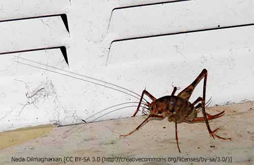 giant cave cricket