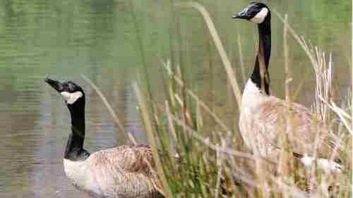 Sonic repellents may work on Canadian Geese