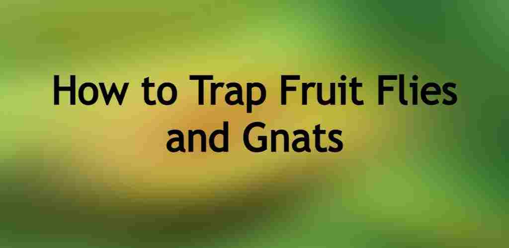 How to Trap Fruit Flies and Gnats