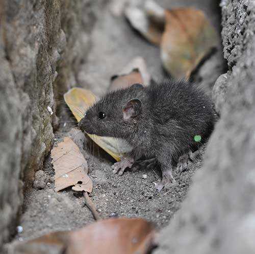 natural mouse habitat